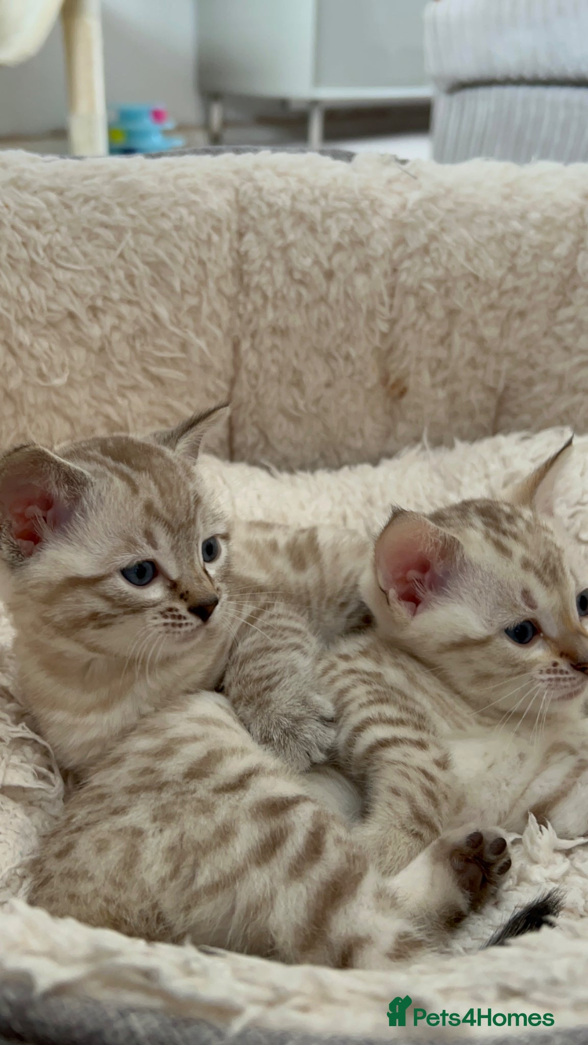 Bengal cats for sale: Snow bengal pure breed kittens  - Advert 14