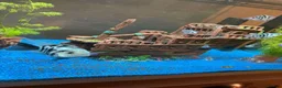 Cichlids fish for sale: XL polar parrot cichlids in Ebbw Vale - Advert 4