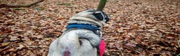 Pug dogs for stud: KC Registered Pug Stud. First Time - Advert 3