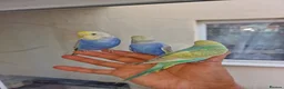 Budgerigars birds for sale: Super hand tamed baby budgies for sale  - Advert 7