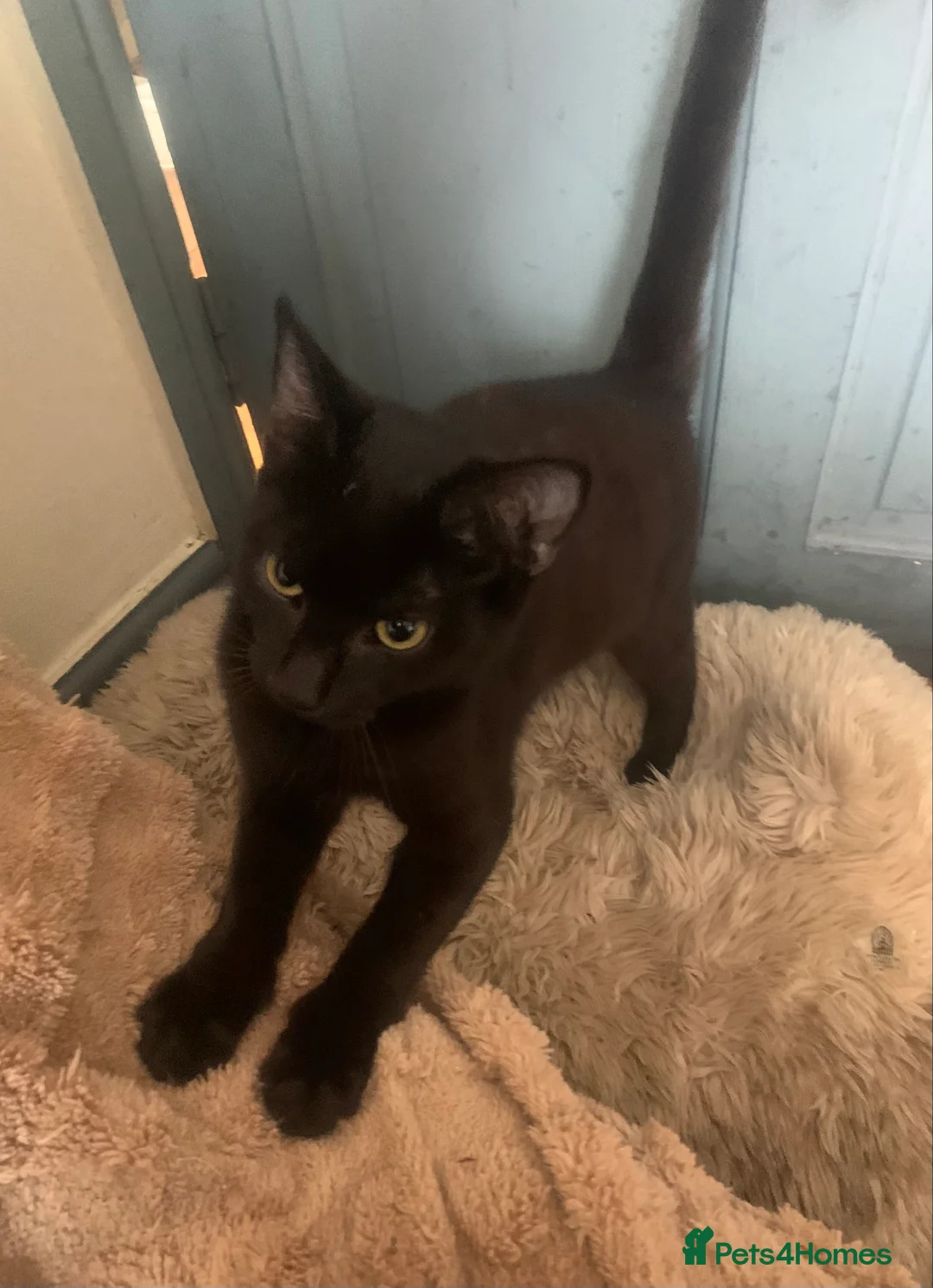 Mixed Breed cats for sale: Youngsters looking for home - Advert 15