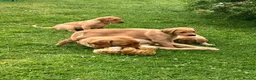 Labrador Retriever dogs for sale: Yellow Labrador puppies in Chard - Advert 5
