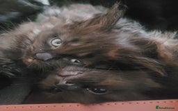 Ragdoll cats for sale: 1/2 Ragdoll 1/2 british Blue MIx Kittens - Image 5