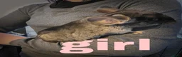Chinchilla rodents for sale: 2 friendly chinchillas for sale  - Advert 2