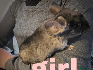 Chinchilla rodents 2 friendly chinchillas for sale - Advert 2