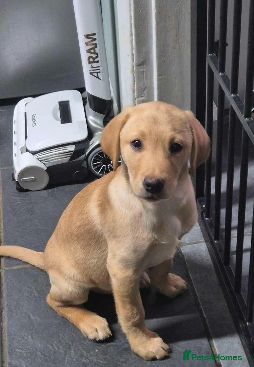 Labrador Retriever dogs for sale: KC Labrador Bitch Puppy ready to leave  - Advert 2