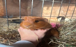 Guinea Pig rodents for sale: Beautiful Young GuineaPigs  - Image 8