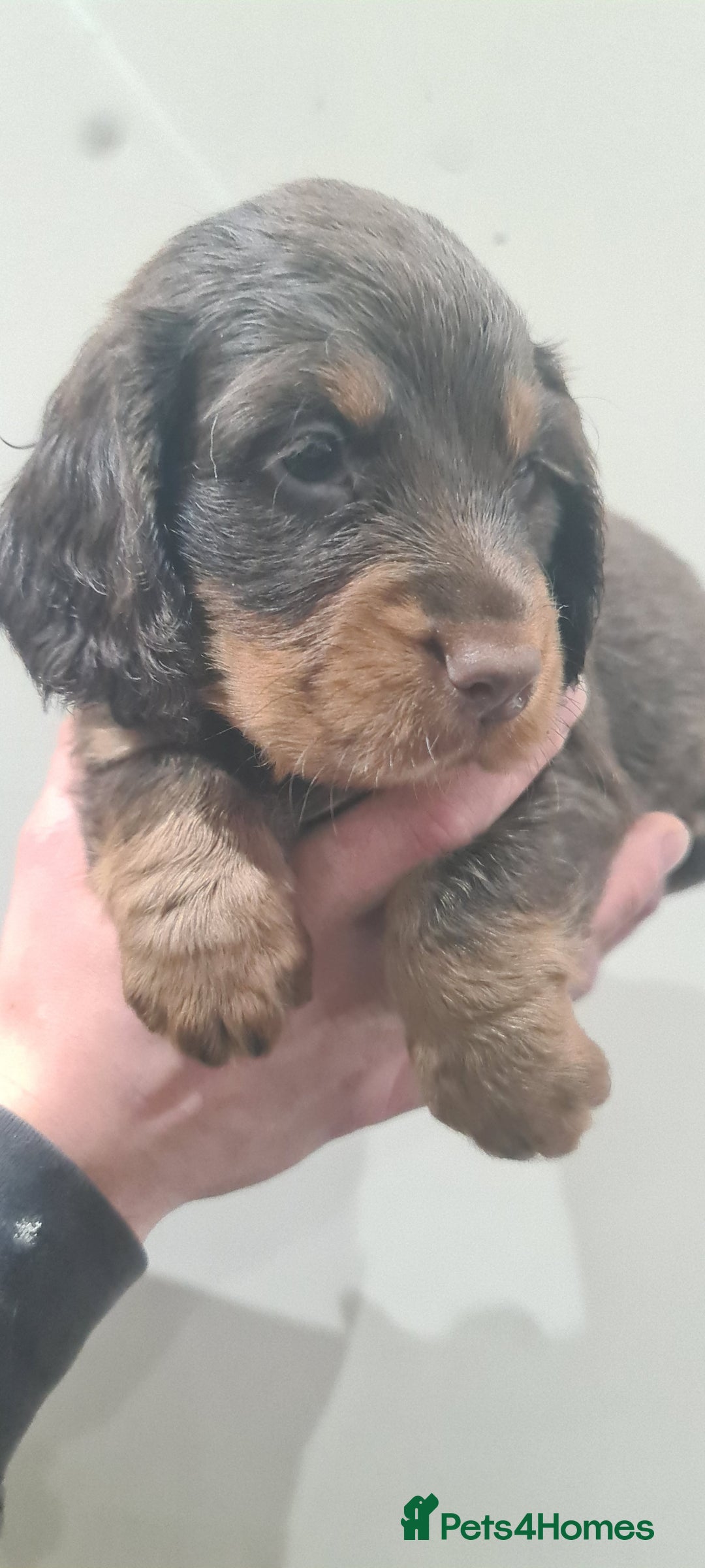 Cocker Spaniel dogs for sale: Beautiful KC Cocker Spaniel Puppies for sale  - Advert 9