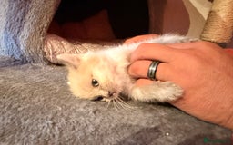 Ragdoll cats for sale: Ragdoll kittens **3** left - Image 12