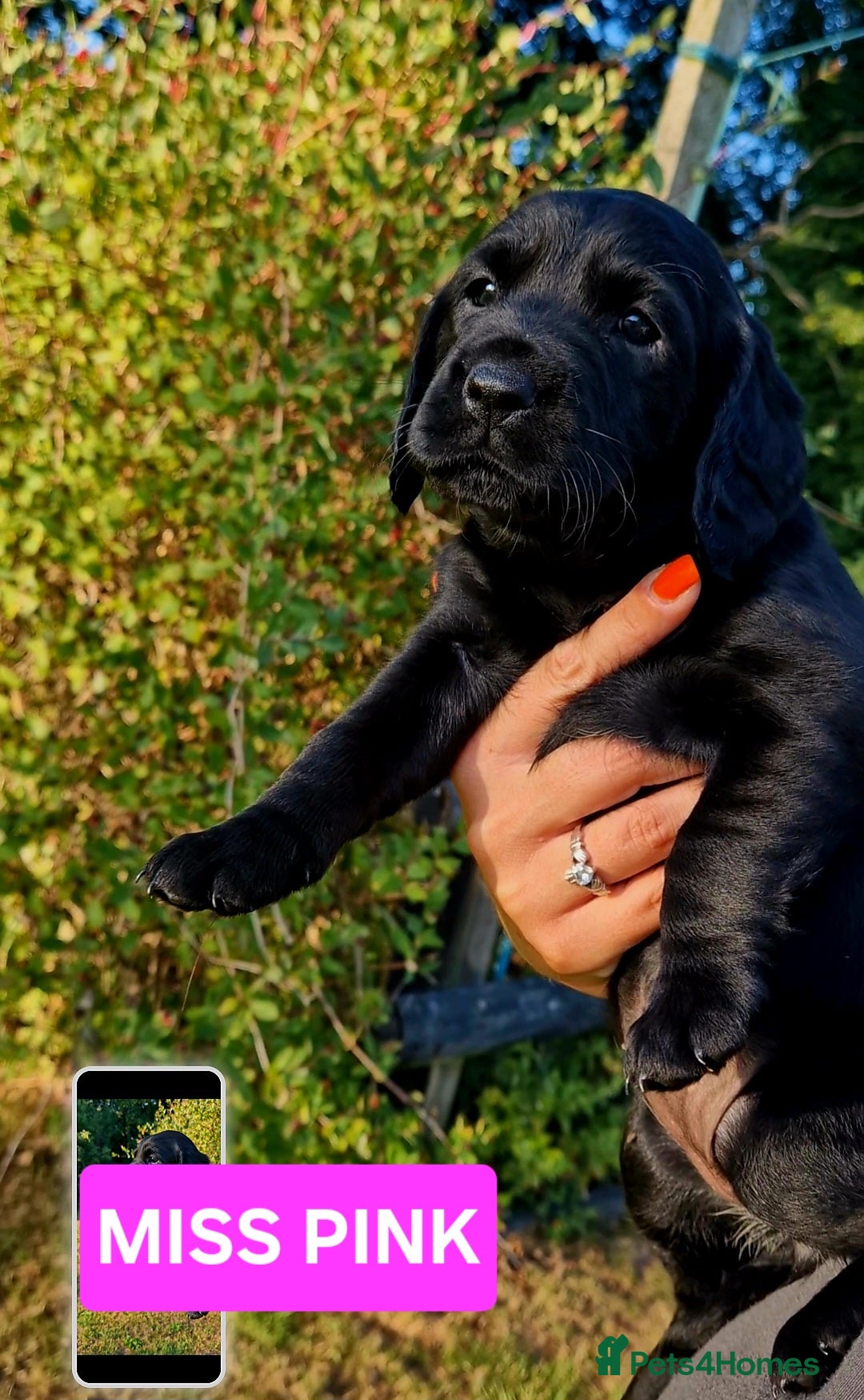 Cockerdor dogs for sale: 🐾FULL HEALTH TESTED BLACK COCKERDORS FOR SALE🐾 in Market Drayton - Image 13