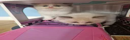 Ragdoll cats for sale: Ragdoll - Advert 1