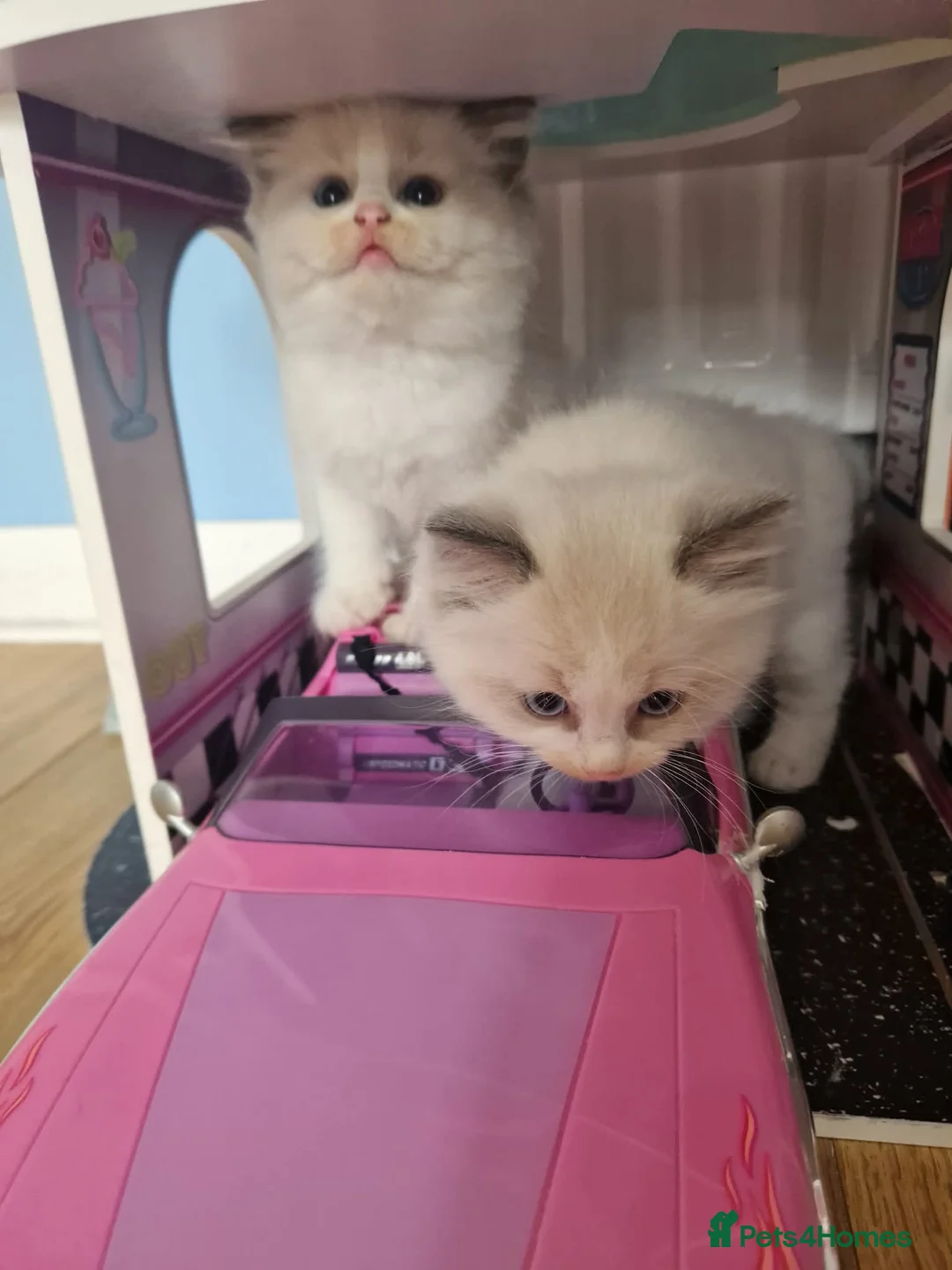 Ragdoll cats for sale: Ragdoll - Advert 1