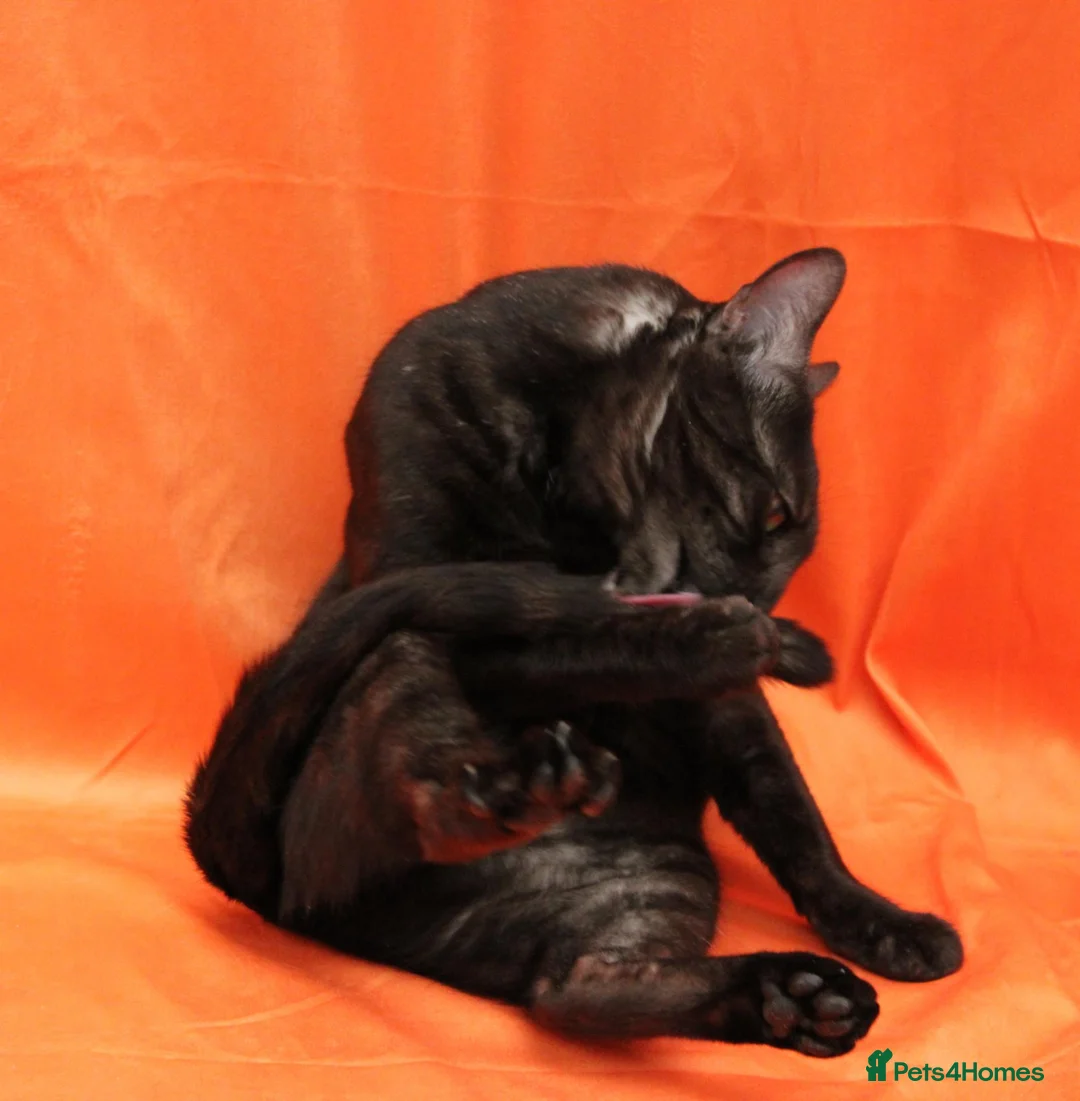 Bengal cats for sale: Retired bengal black smoke  - Advert 1