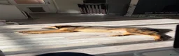 Mixed Breed dogs for adoption: Cheeky heart, shy at first 💙 - Advert 5