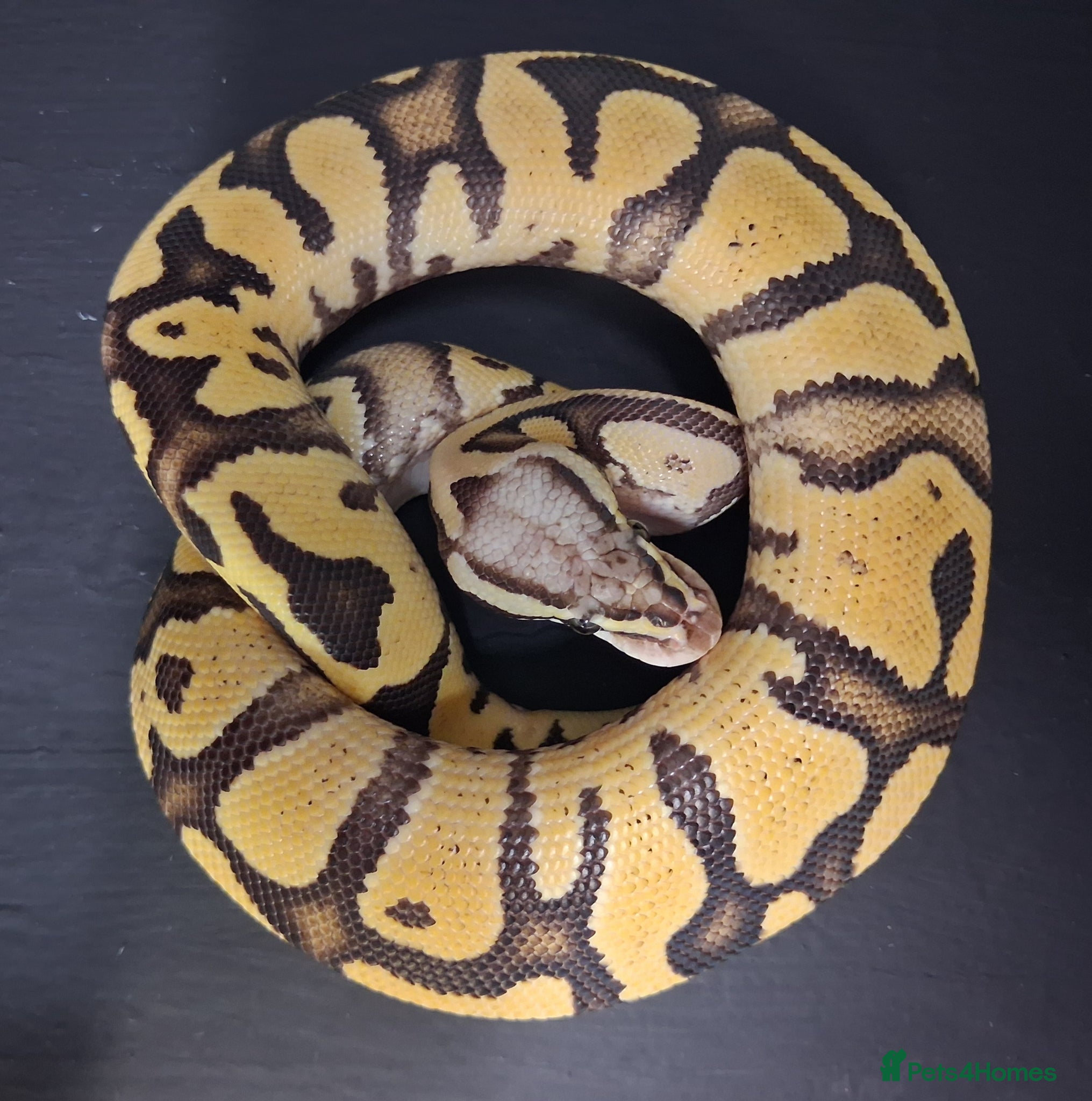 Python Snake reptiles Royal Pythons Male and Females  - Advert 1