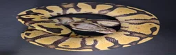 Python Snake reptiles for sale: Royal Pythons Male and Females  - Advert 1