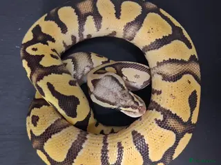 Python Snake reptiles for sale: Royal Pythons Male and Females - Advert 4