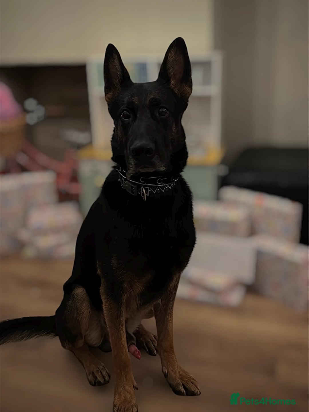 Mixed Breed dogs for sale: Loki - Belgian Malinois x German Shepherd - Intact - Advert 5