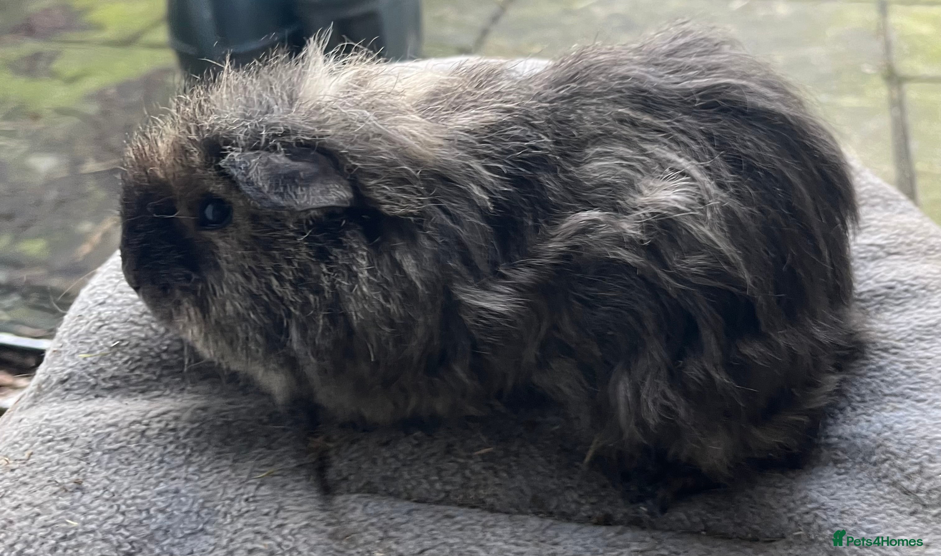 Guinea Pig rodents Baby guinea pigs, life time help and support.  - Advert 4