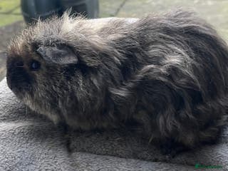 Guinea Pig rodents Baby guinea pigs, life time help and support. - Advert 4