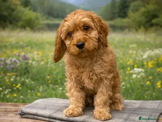 Cavapoo dogs Beautiful F1 Cavapoos - Advert 16