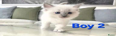 Boy 2