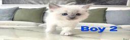 Ragdoll cats for sale: 🤍 Pure Ragdoll Kittens Ready to Reserve - Advert 4