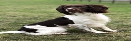 English Springer Spaniel dogs for sale: KC Working ESS puppies Ready to be rehomed now - Advert 3