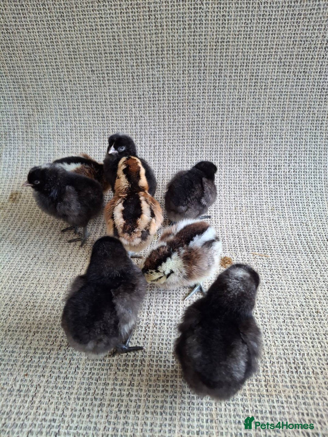 Chickens poultry for sale: Cream Legbar x Ayam Cemani Mixed Sex Chicks  - Image 5