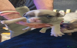 French Bulldog dogs for sale:  🐶 Adorable French Bulldog Puppies December! 🐶 - Image 12