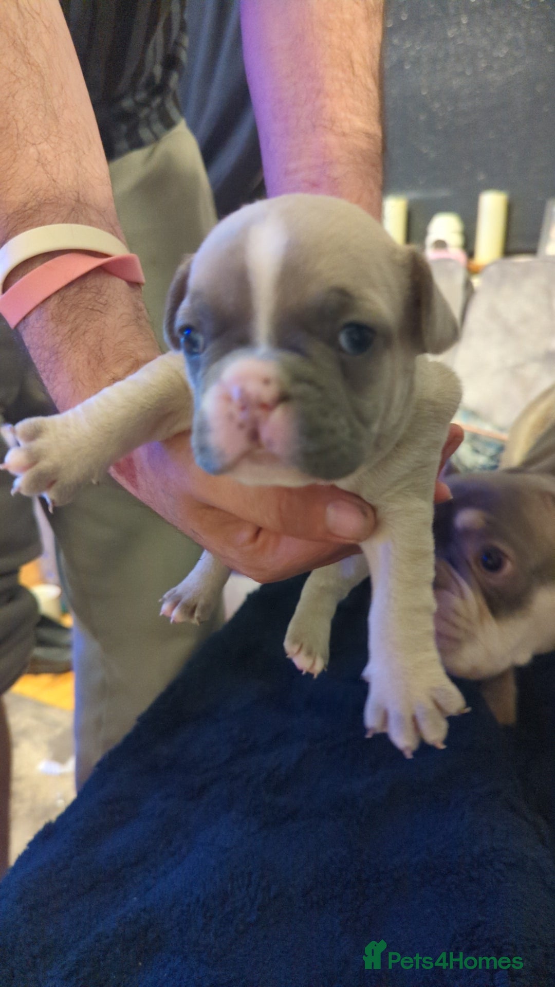 French Bulldog dogs for sale:  🐶 Adorable French Bulldog Puppies December! 🐶 - Image 12