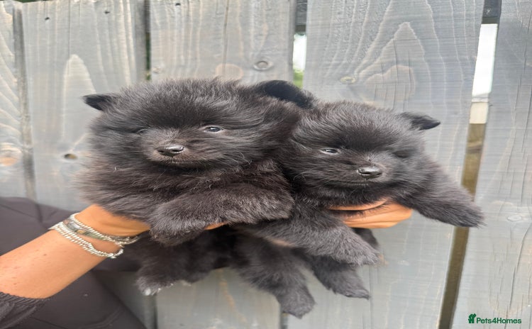 Pomeranian dogs - Advert 4