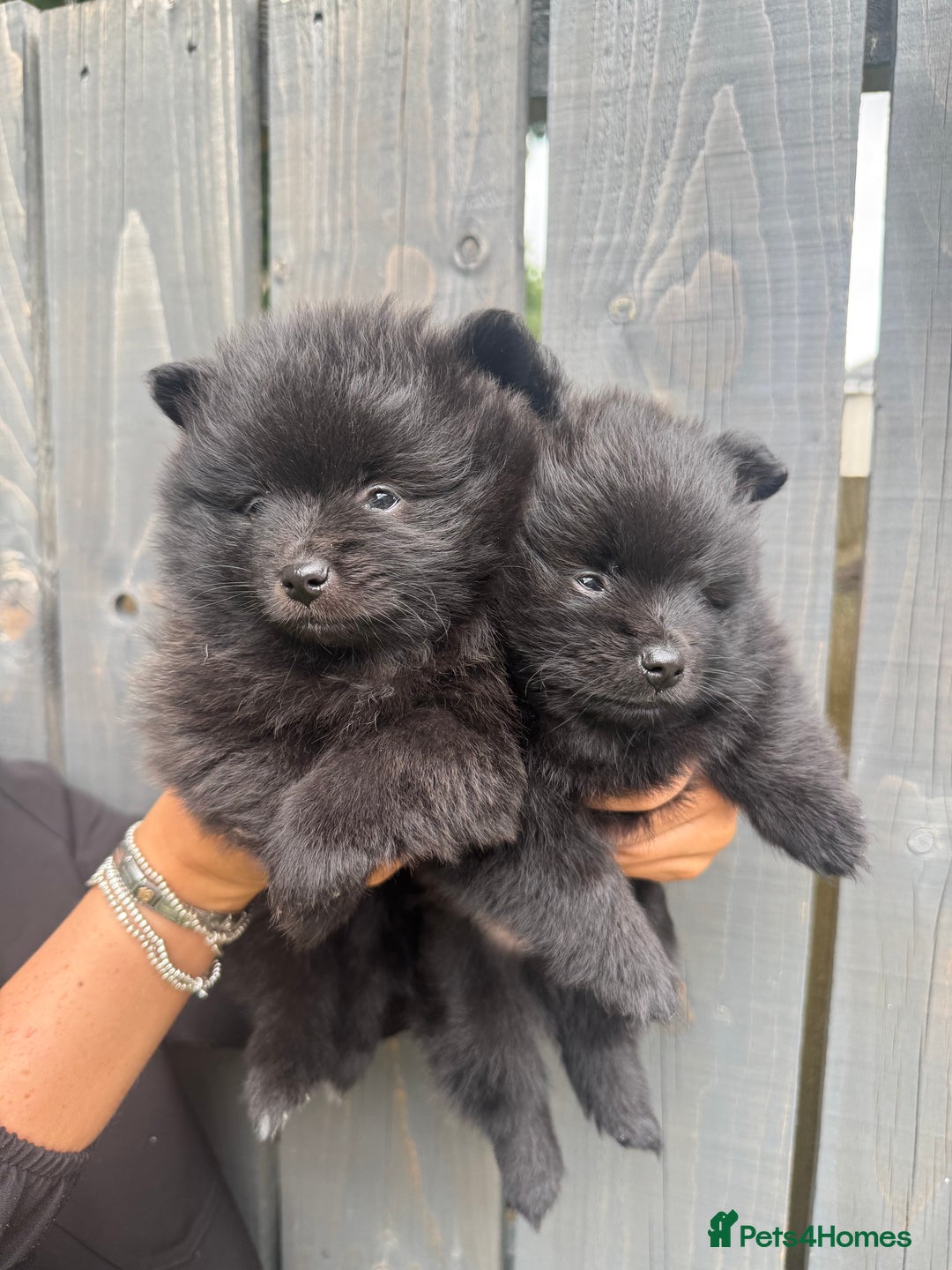 Pomeranian dogs for sale: Ready for new homes 🏠 3 Pomeranian Puppies 🩵🩷 - Image 4