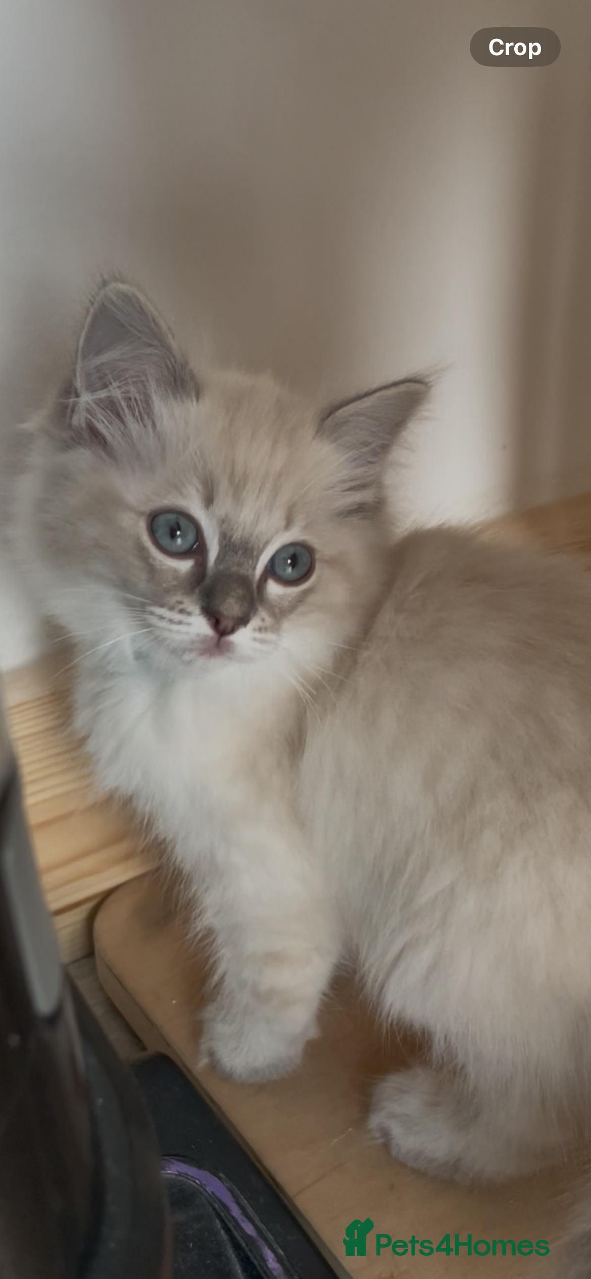 Ragdoll cats GCCF RAGDOLL KITTEN FEMALE ,poss active,carry choc - Advert 6