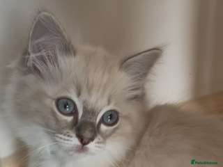 Ragdoll cats GCCF RAGDOLL KITTEN FEMALE ,poss active,carry choc - Advert 12