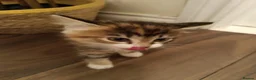 Mixed Breed cats for sale: 2 female kittens for sale - Advert 17