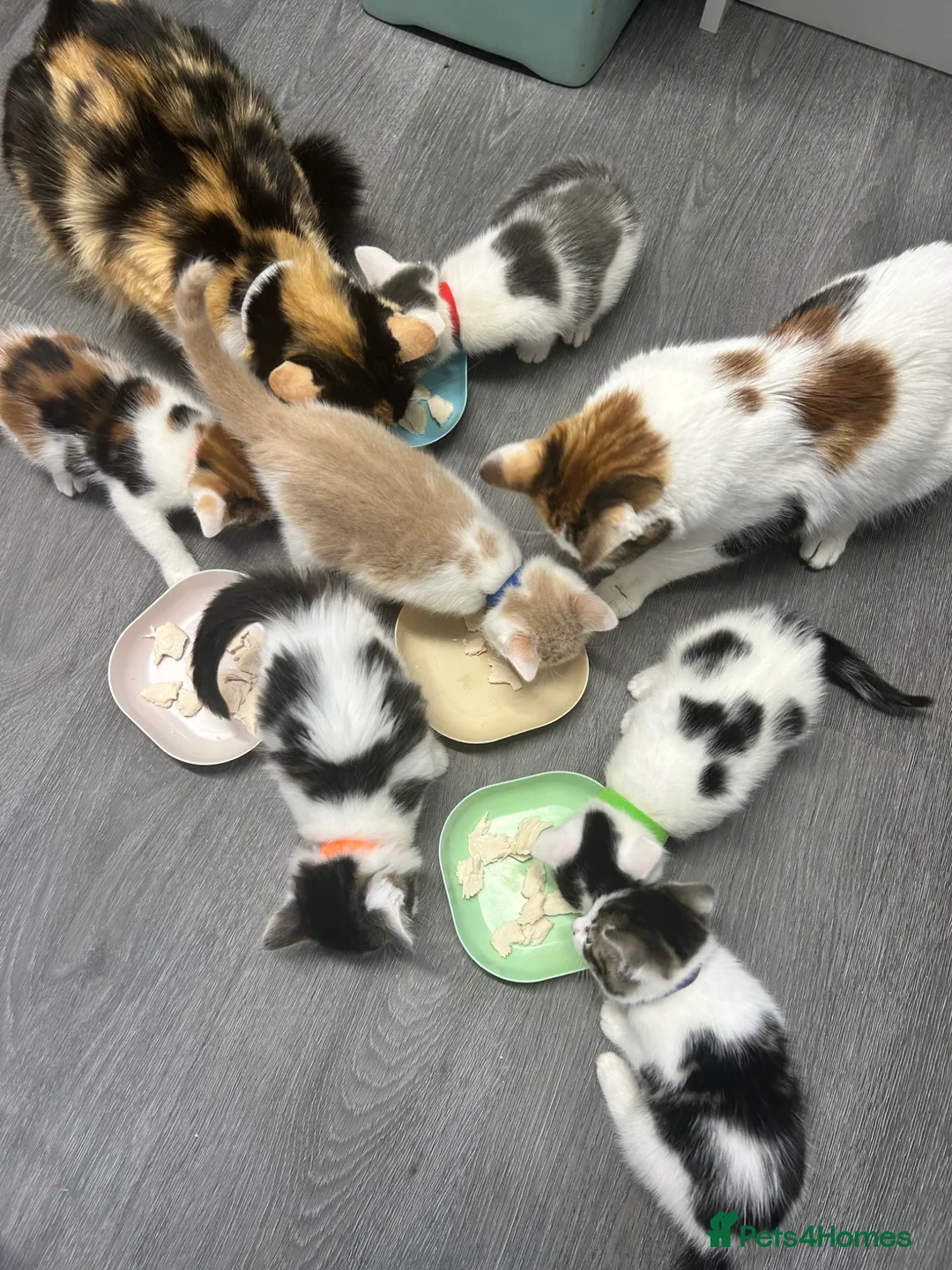 Mixed Breed cats for sale: 6 adorable kittens - Advert 16