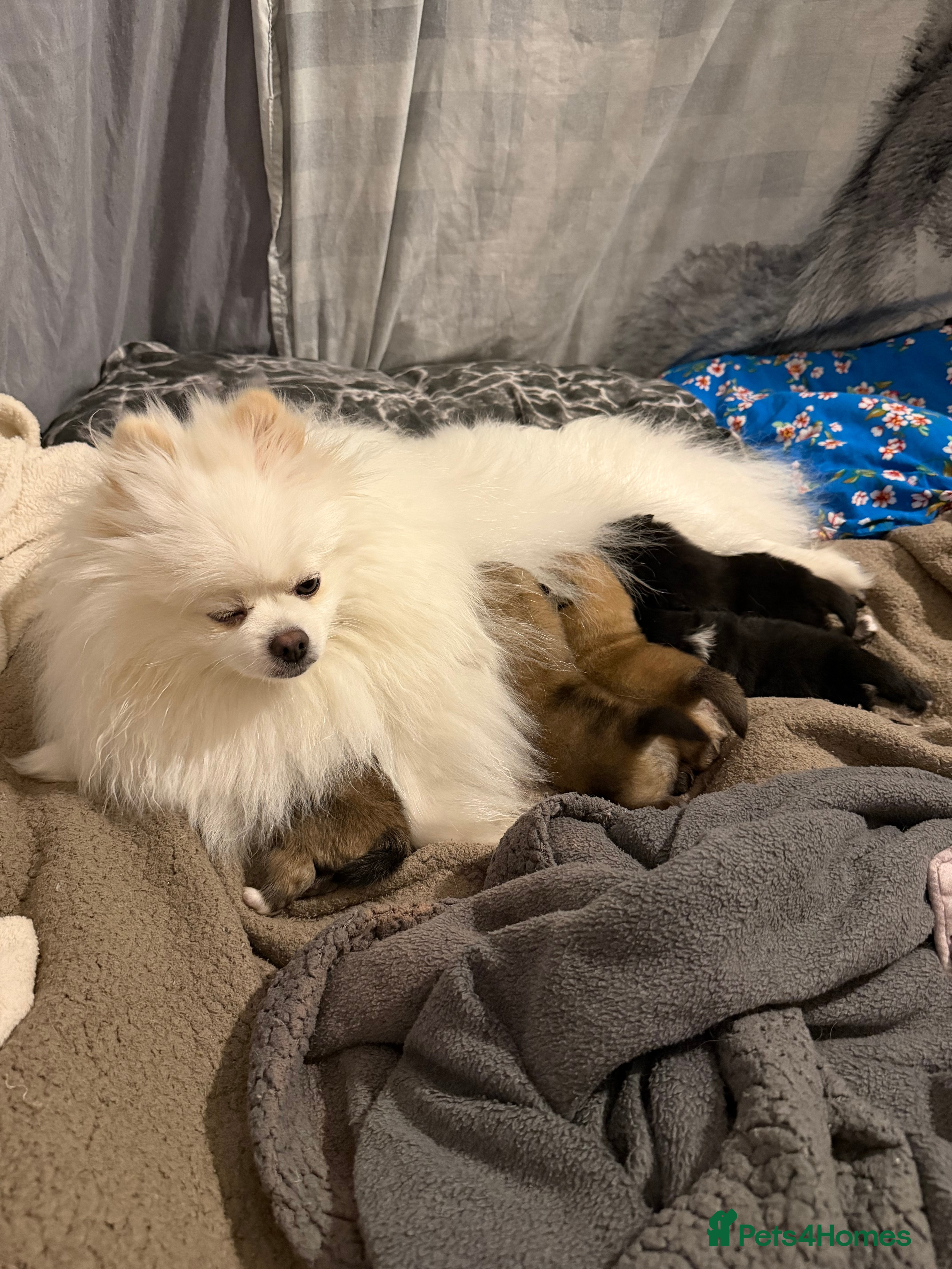 Pomeranian dogs EXTRA SMALL POMERANIAN PUPPIES  - Advert 15