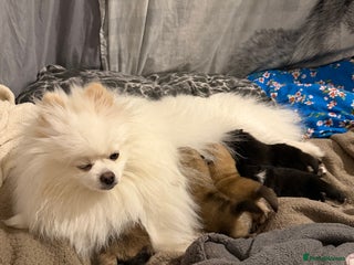 Pomeranian dogs EXTRA SMALL POMERANIAN PUPPIES - Advert 3