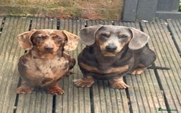 Miniature Dachshund dogs for sale: Mini dachshunds puppy’s  - Image 10