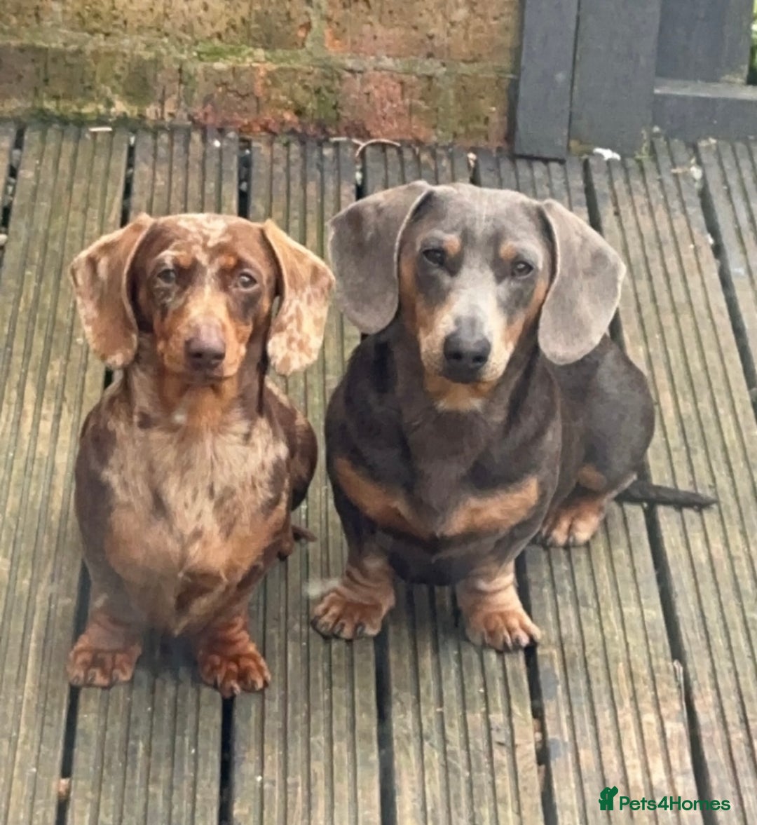 Miniature Dachshund dogs for sale: Mini dachshunds puppy’s  - Image 10