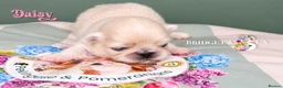 Pekingese dogs for sale: Cream girl kc licensed breeder health tested  - Advert 6
