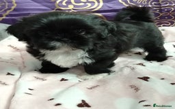 Shih Tzu dogs for sale: Imperial shi tzu babies  - Image 1