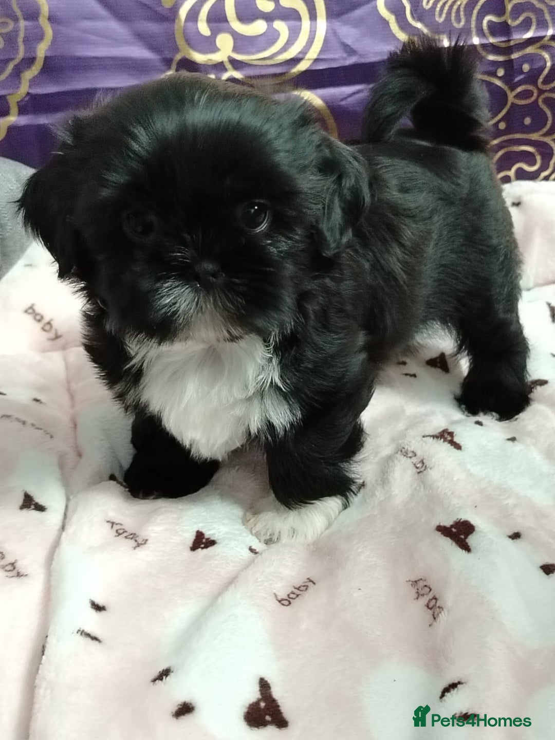 Shih Tzu dogs for sale: Imperial shi tzu babies  - Image 1