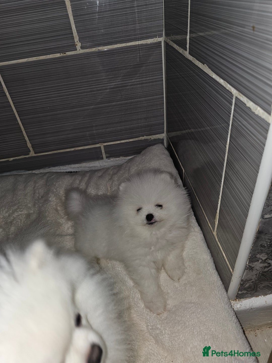 Pomeranian dogs for sale: Pure white boy - Advert 3