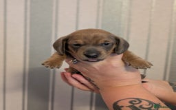 Miniature Dachshund dogs for sale: Miniature Dachshund Puppies For Sale  - Advert 19