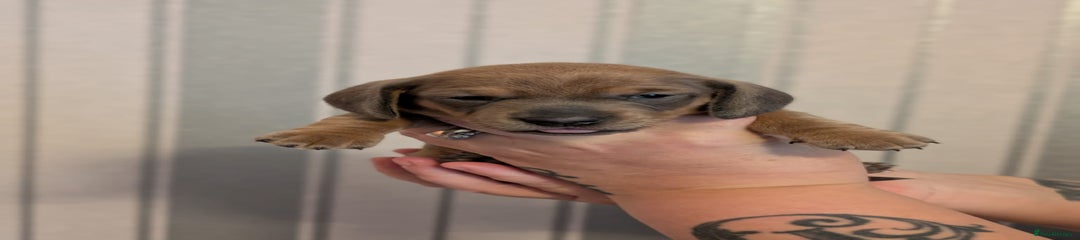 Miniature Dachshund Puppy 4