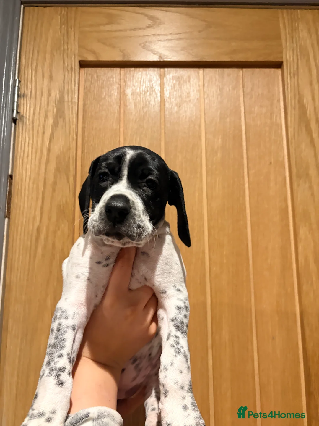 Pointer dogs for sale: Last gorgeous puppy looking for a loving home  - Advert 6