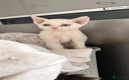 Devon Rex cats for sale: Beautiful Devon’s 1 boy 1 girl still available  - Image 4