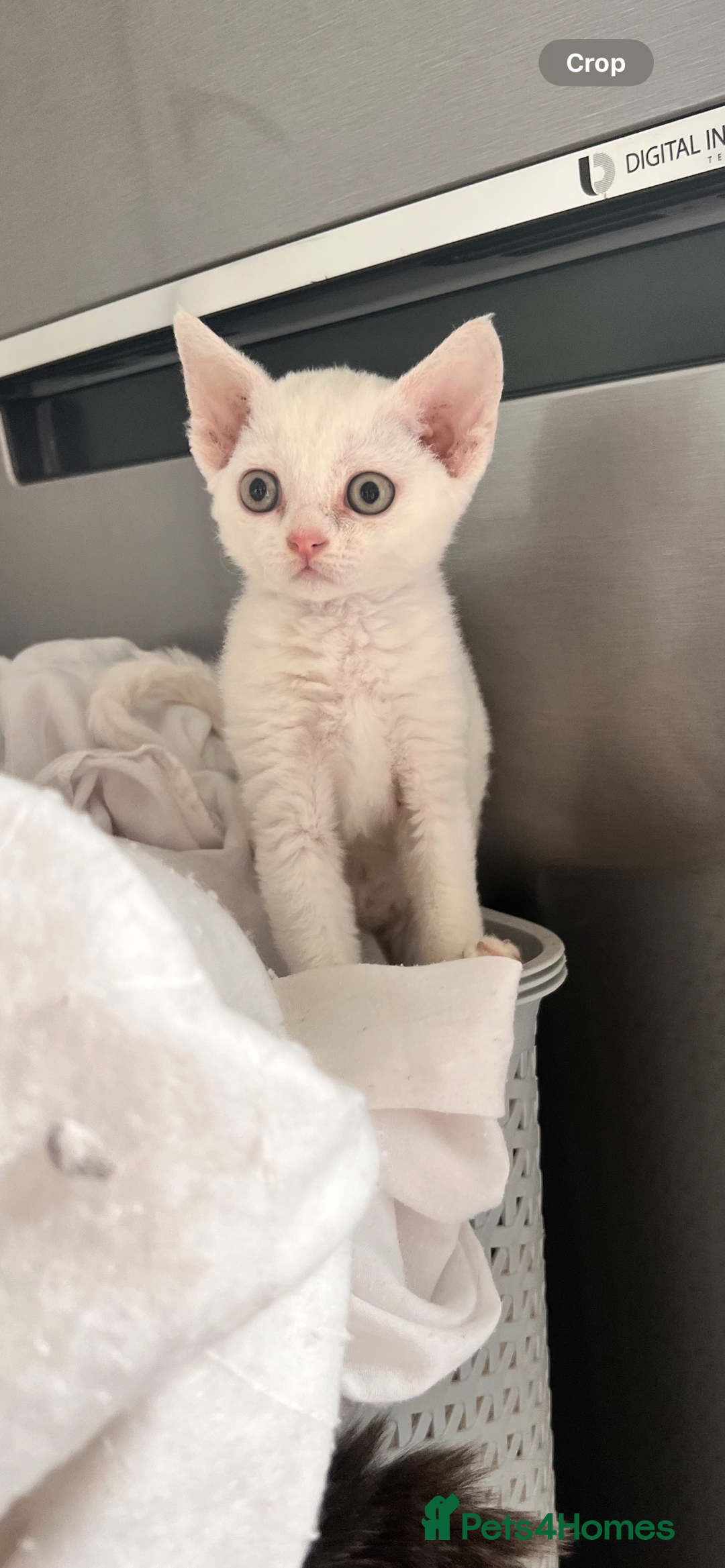Devon Rex cats for sale: Beautiful Devon’s 1 boy 1 girl still available  - Image 4